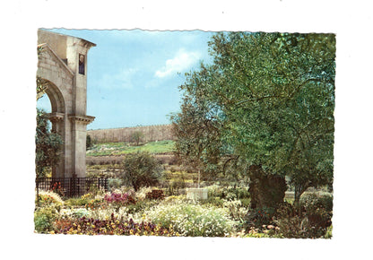 Ansichtskarte Garden of Gethsemane / Jerusalem / Israel