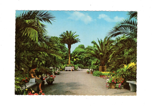 Ansichtskarte Bad Pyrmont / Palmengarten im Kurpark