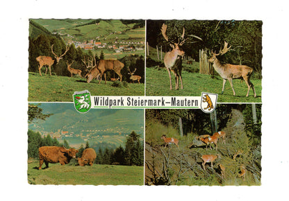 Ansichtskarte Wildpark Mautern / Steiermark / Österreich