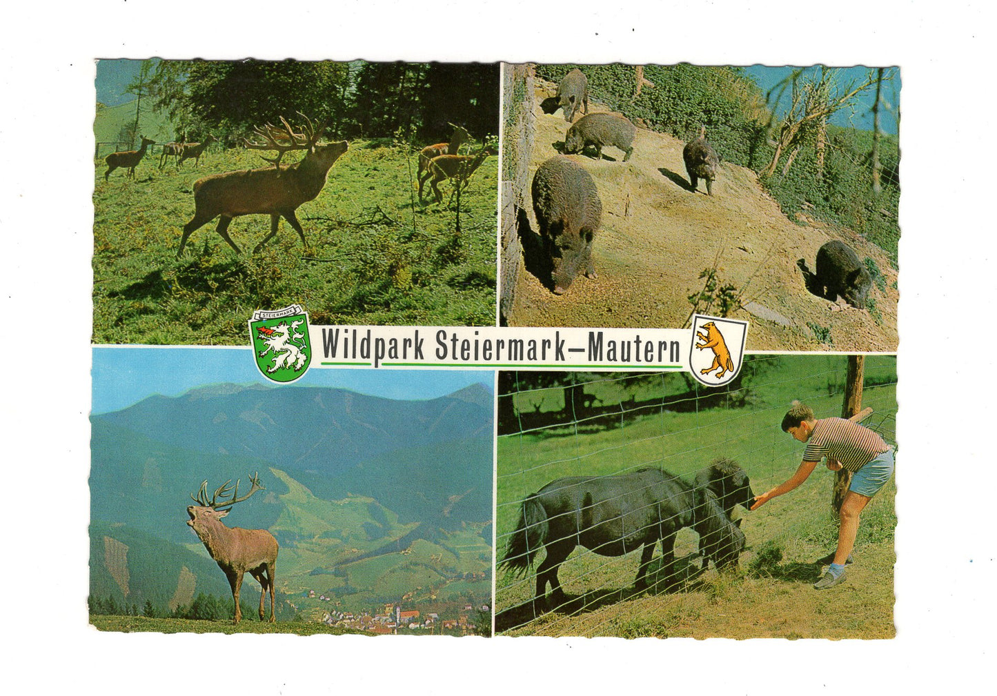 Ansichtskarte Wildpark Mautern / Steiermark / Österreich