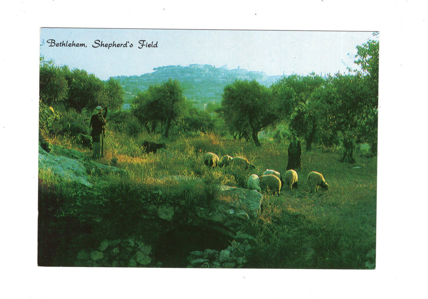 Ansichtskarte Hirtenfeld / Bethlehem / Israel