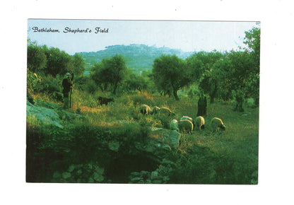 Ansichtskarte Hirtenfeld / Bethlehem / Israel