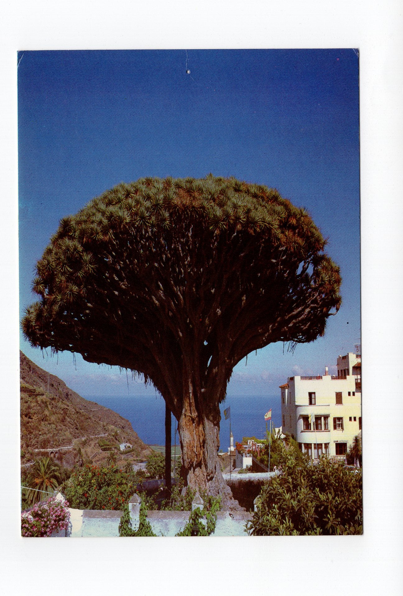 Ansichtskarte Icod de los Vinos / Teneriffa / Spanien