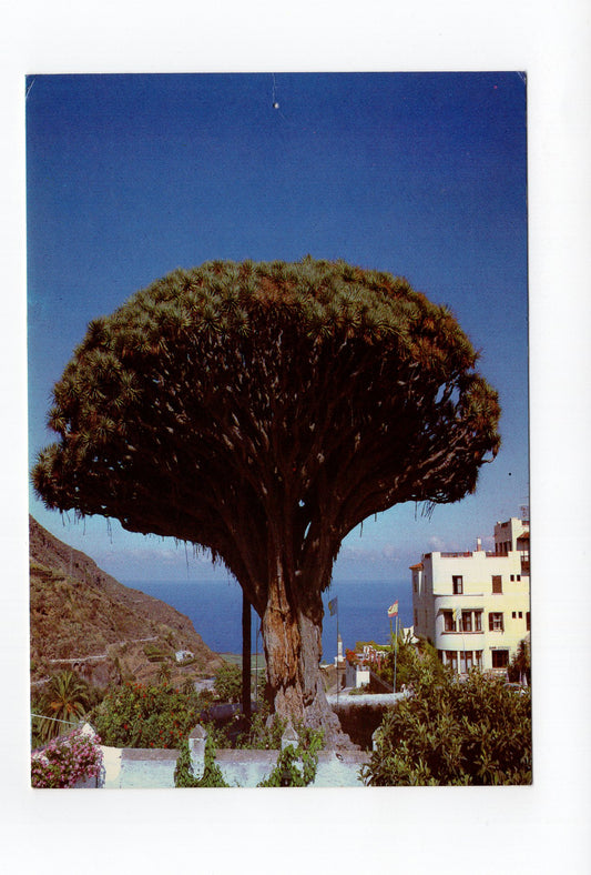 Ansichtskarte Icod de los Vinos / Teneriffa / Spanien