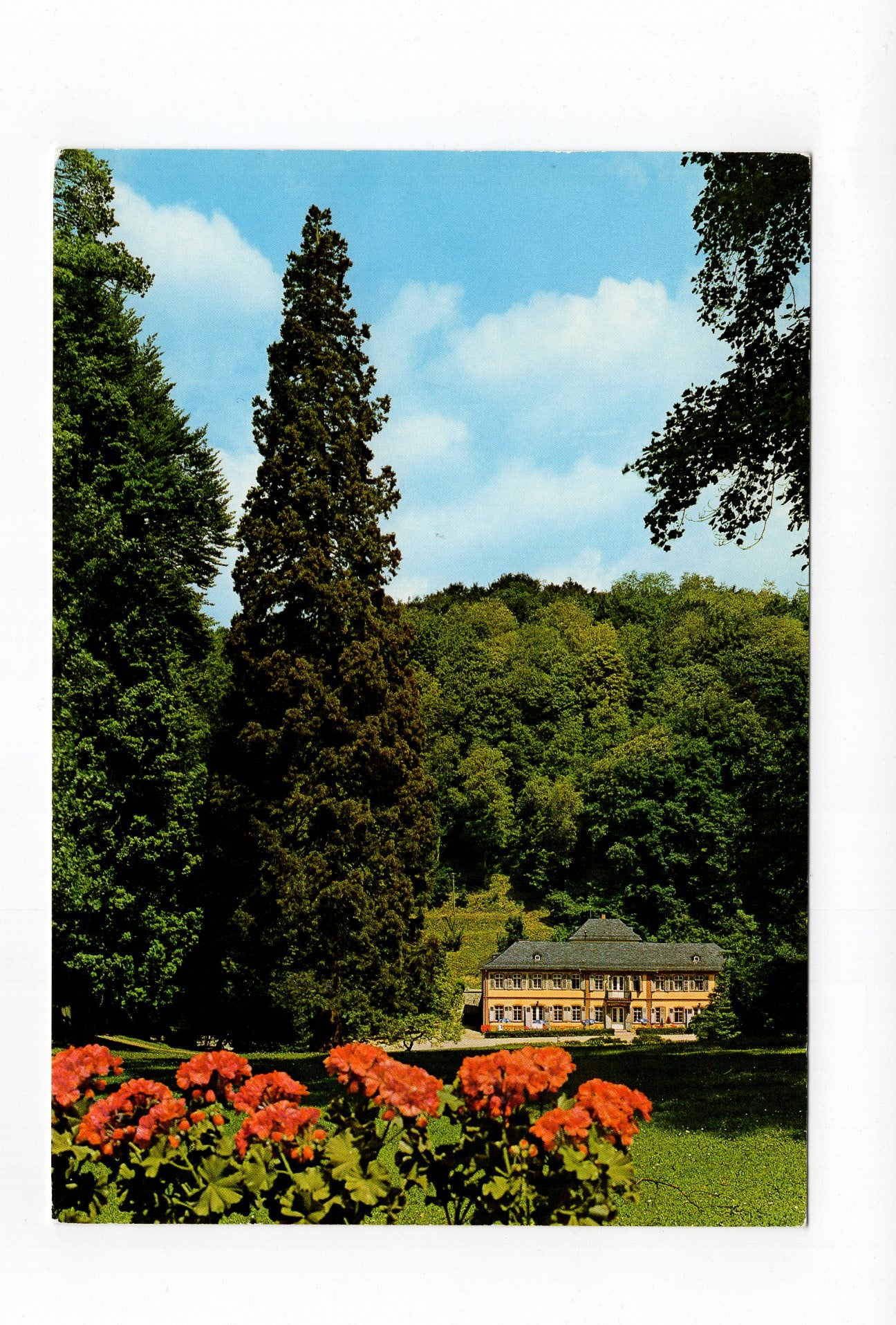 Ansichtskarte Bensheim-Auerbach / Mammutbaum beim Herrenhaus