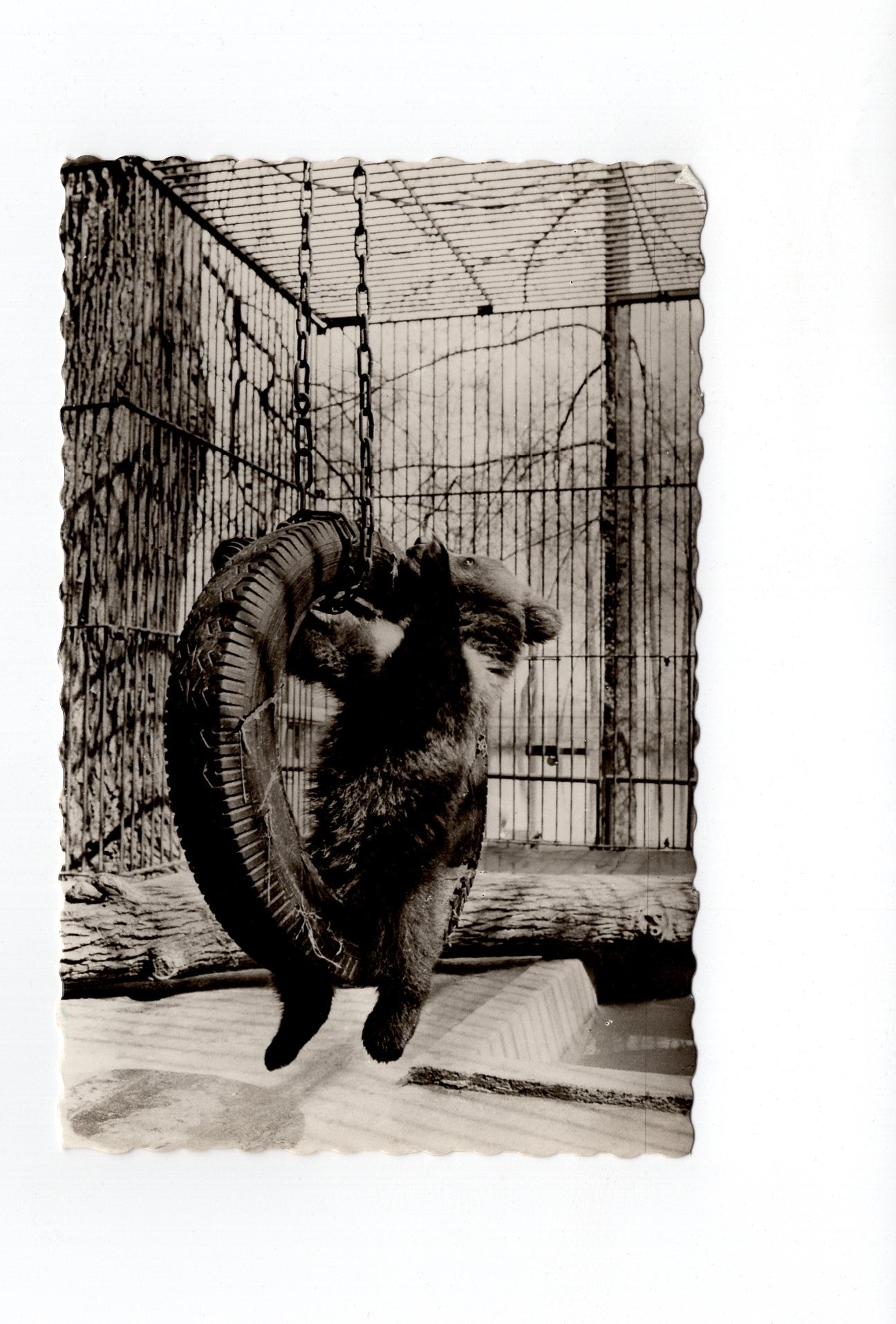 Ansichtskarte Tierpark Hirschfeld / Spielender Jungbär