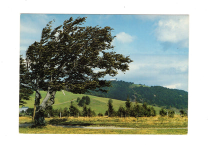 Ansichtskarte Wetterbuche am Schauinsland