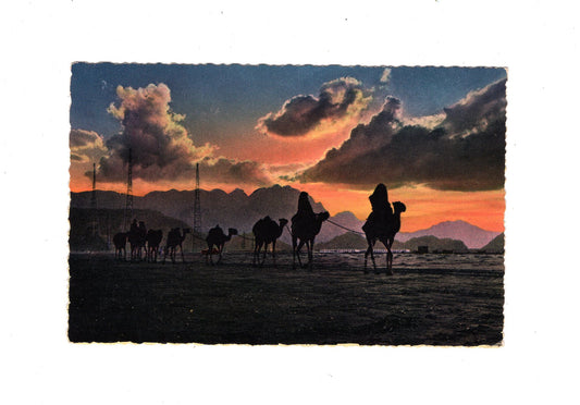 Ansichtskarte Aden / Kamel Karavane / Jemen